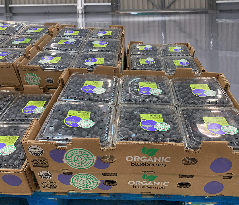 Naturipe begins Chilean blueberry season with high expectations The